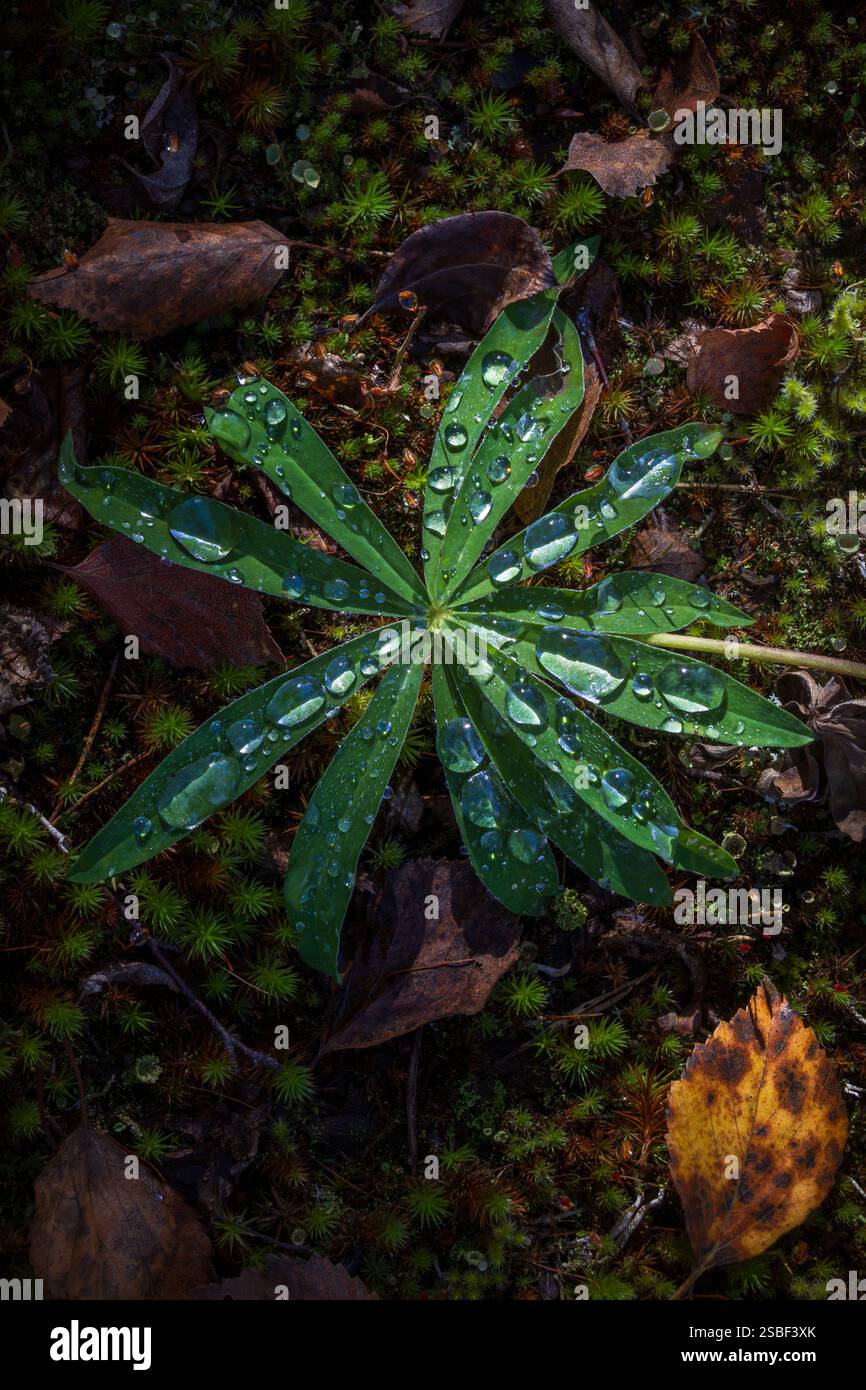 Una singola foglia a forma di stella poggia sul pavimento della foresta, un delicato ricordo della bellezza tranquilla dell'autunno Foto Stock