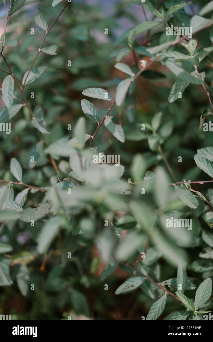 Primo piano di delicate foglie verdi con piccoli fori. Foto Stock