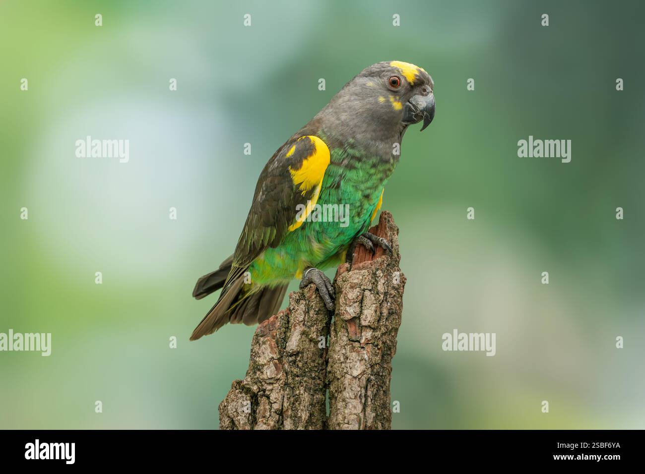 Il pappagallo di Meyer, Poicephalus meyeri Foto Stock