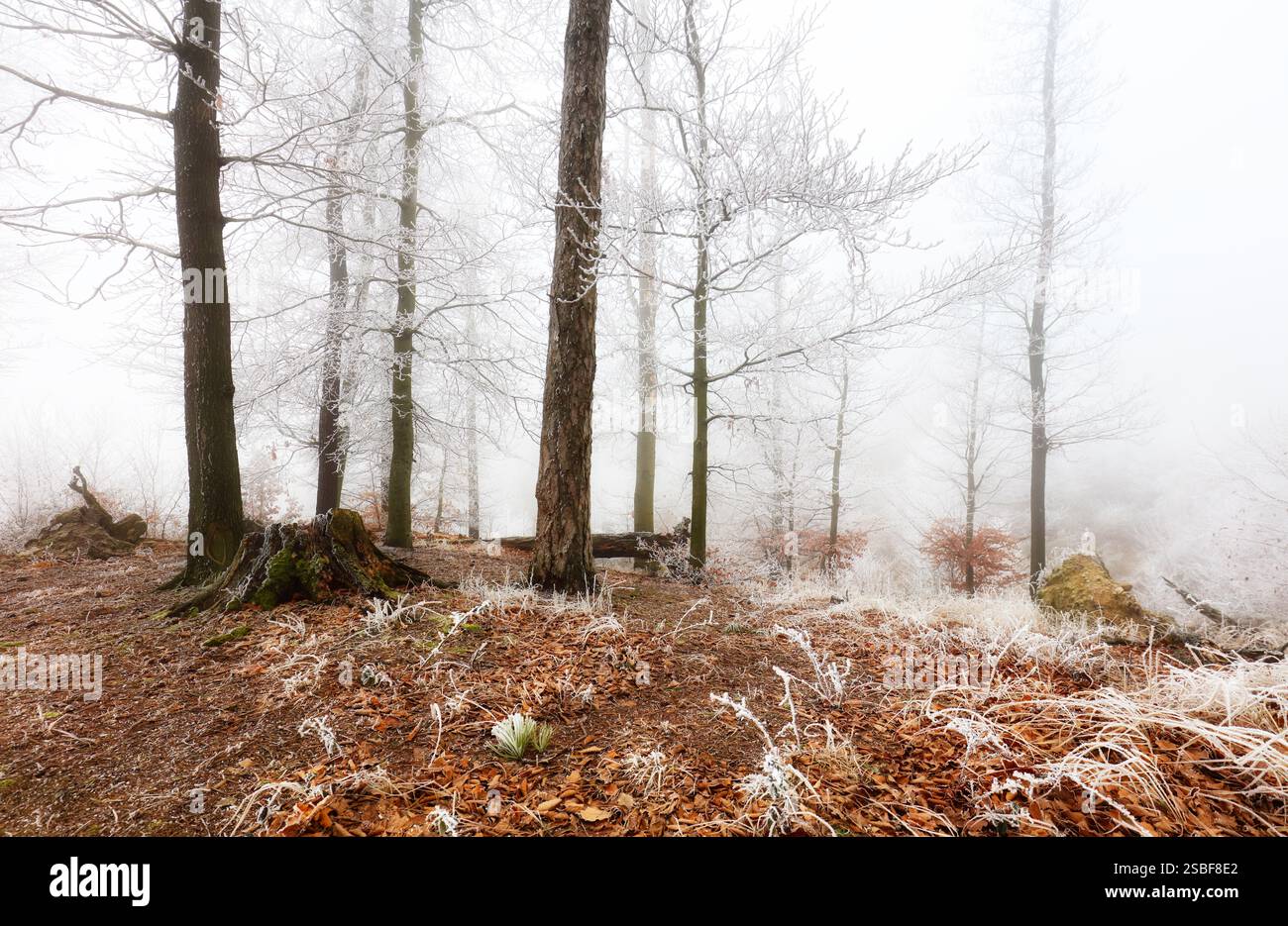 Bella pineta a foggy sunrise. Tronchi di alberi e nebbia fredda Foto Stock