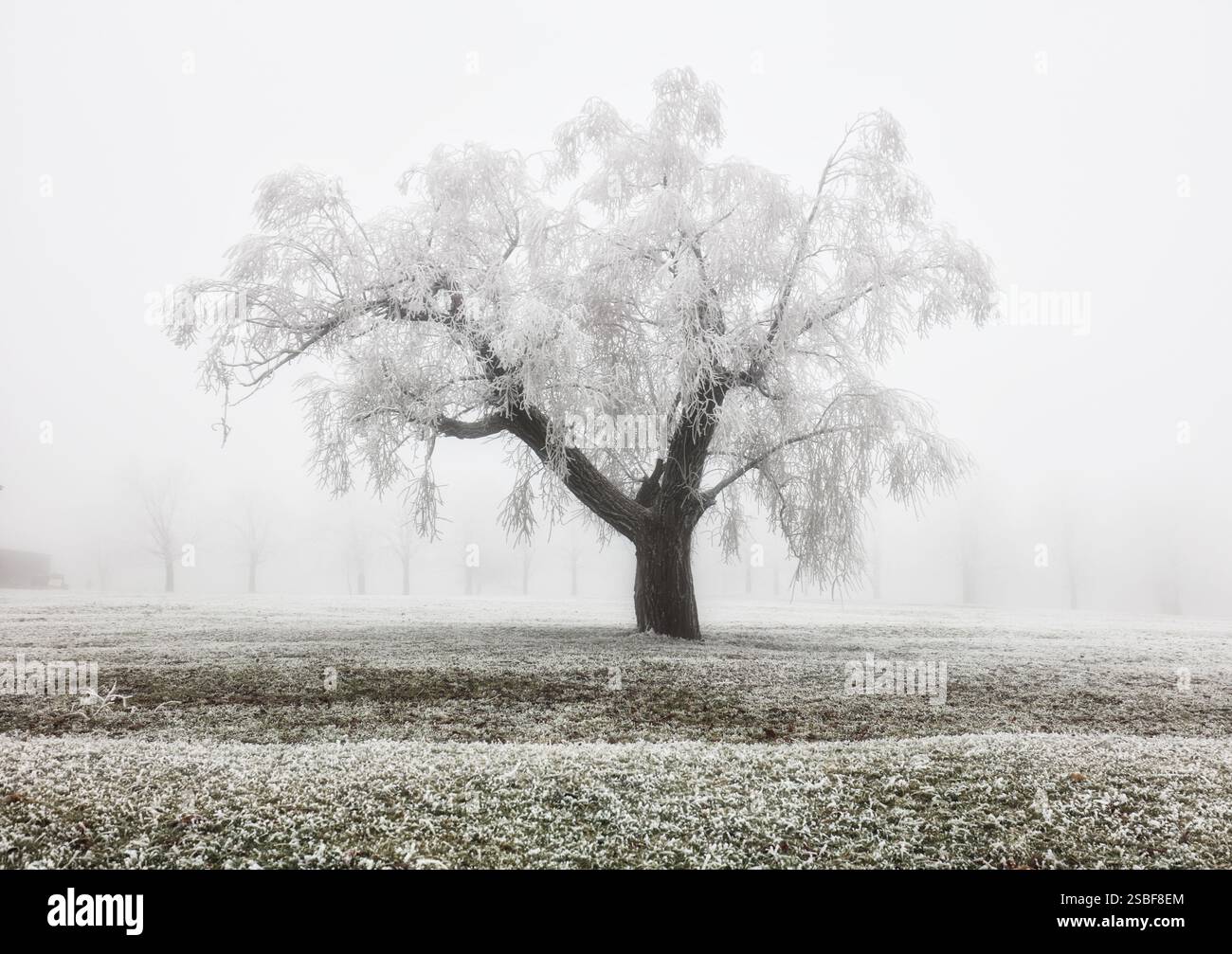 Albero da solo in inverno, boschi ghiacciati. Foto Stock