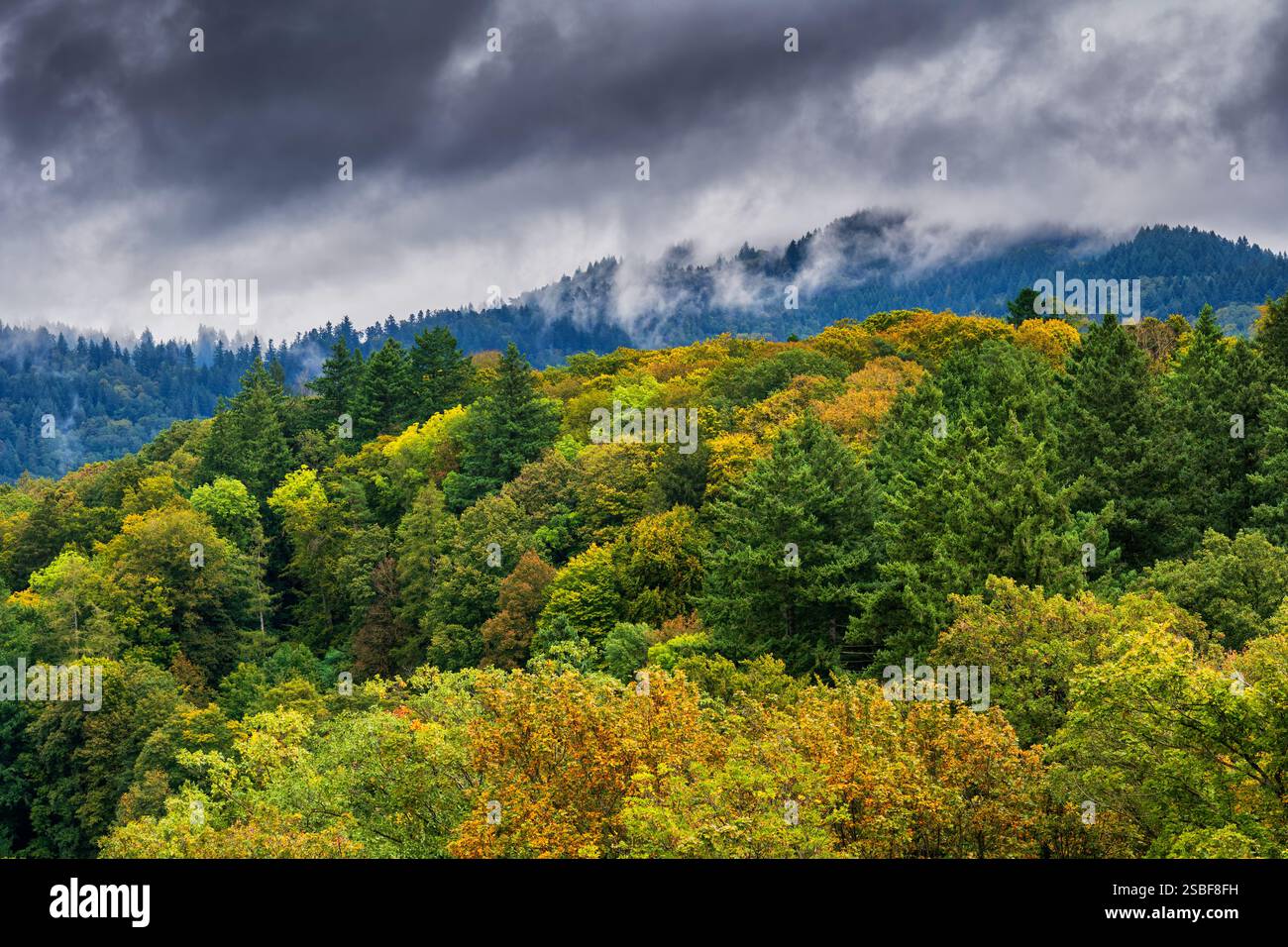 Il paesaggio autunnale della Foresta Nera nello stato del Baden-Wurttemberg, Germania sud-occidentale. Foto Stock