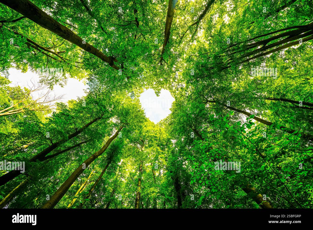 Foresta con un cuore. Amore per la natura verde. Cuore del Paradiso. Foto Stock