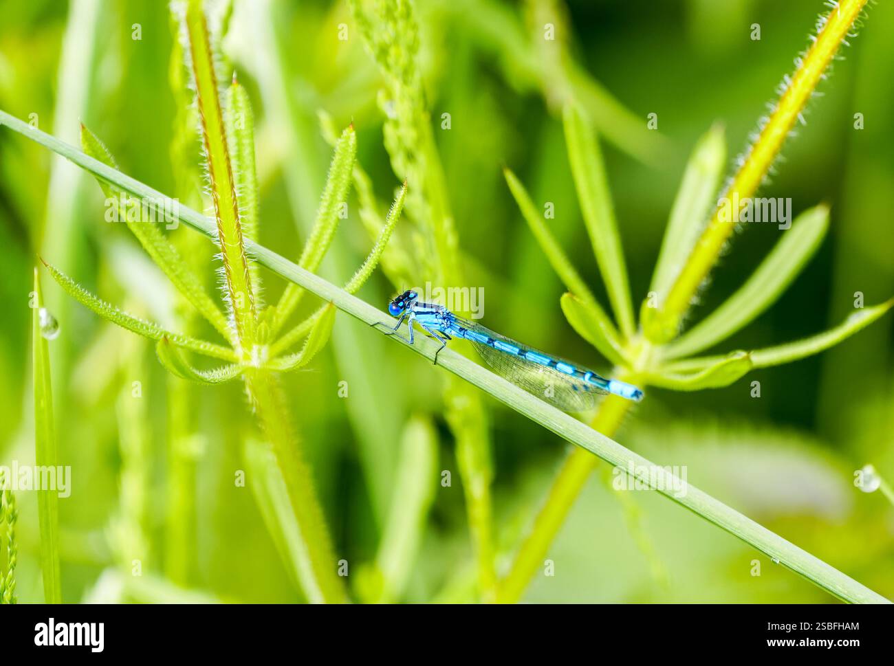 Dannata Azure, puella Coenagrion. Primo piano di insetti nell'habitat naturale. Foto Stock
