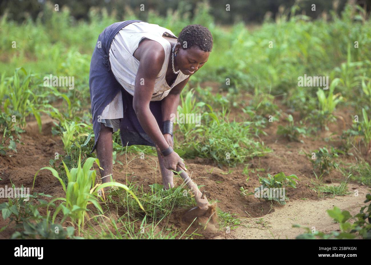 Kenya, una donna lavora in un campo di mais vicino a Nairobi, diserbando il terreno con una zappa. Foto Stock