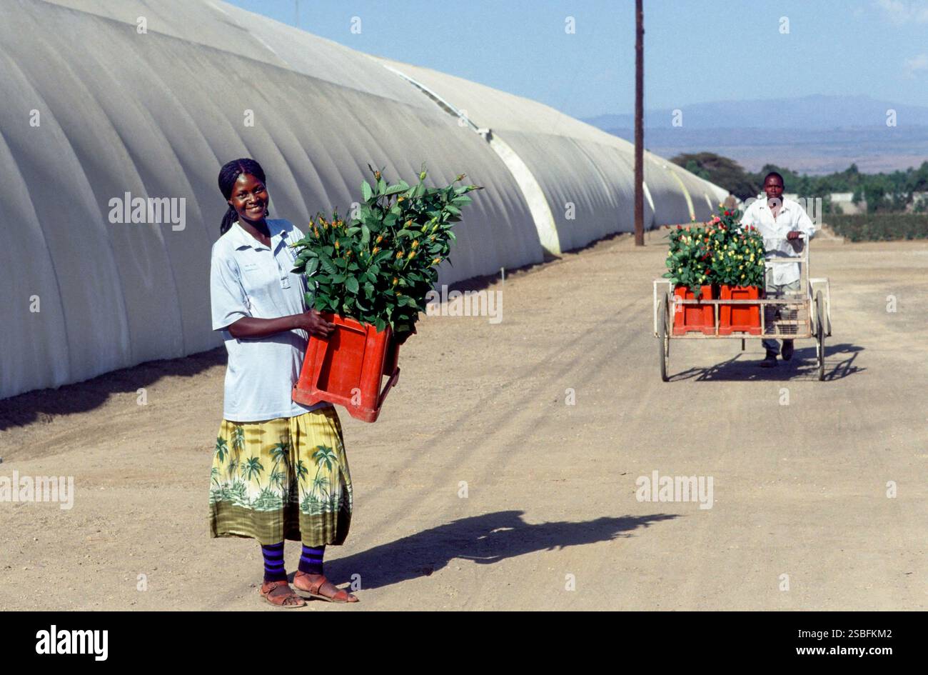 Kenya, Naivasha, Rift Valley - i dipendenti di Sher, un allevatore olandese di rose, trasportano i fiori raccolti in una sala per essere confezionati in scatole ed esportati in Foto Stock