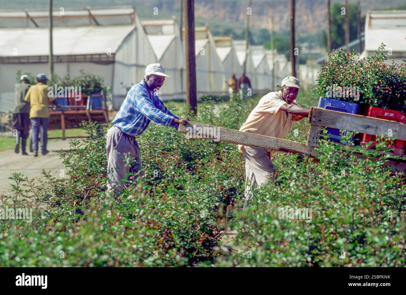 Kenya, Naivasha, Rift Valley - i dipendenti di Sher, un allevatore olandese di rose, trasportano i fiori raccolti in una sala per essere confezionati in scatole ed esportati in Foto Stock