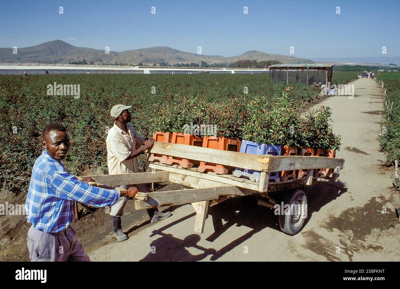 Kenya, Naivasha, Rift Valley - i dipendenti di Sher, un allevatore olandese di rose, trasportano i fiori raccolti in una sala per essere confezionati in scatole ed esportati in Foto Stock