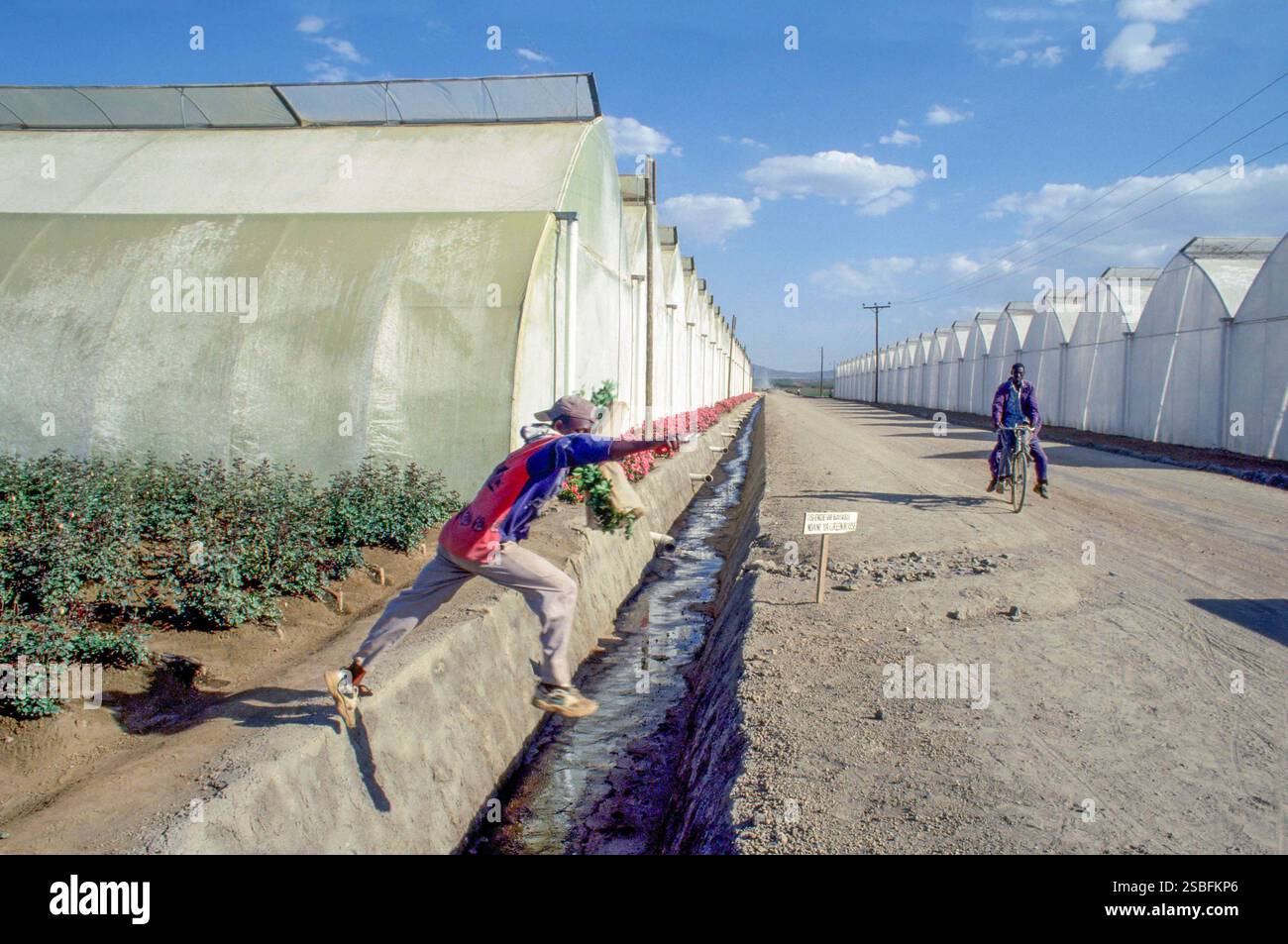 Kenya, Naivasha, Rift Valley - i dipendenti di Sher, un allevatore olandese di rose, trasportano i fiori raccolti in una sala per essere confezionati in scatole ed esportati in Foto Stock