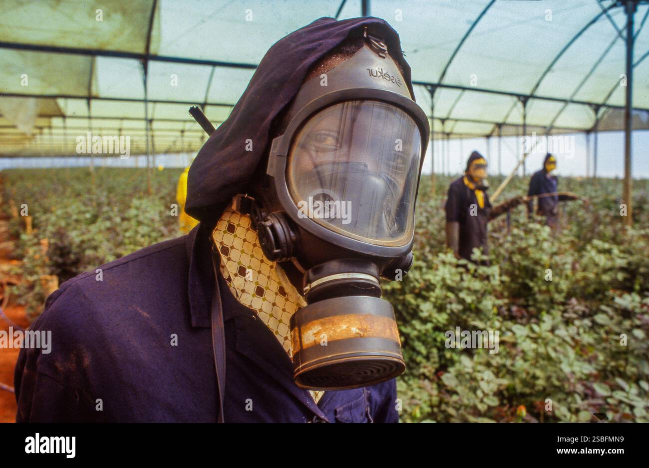 Kenya, Kikuyu - la Rift Valley ha un clima piacevole e, cosa ancora più importante, un lago dove molti coltivatori di fiori provenienti dall'Europa hanno le loro filiali ed expo Foto Stock