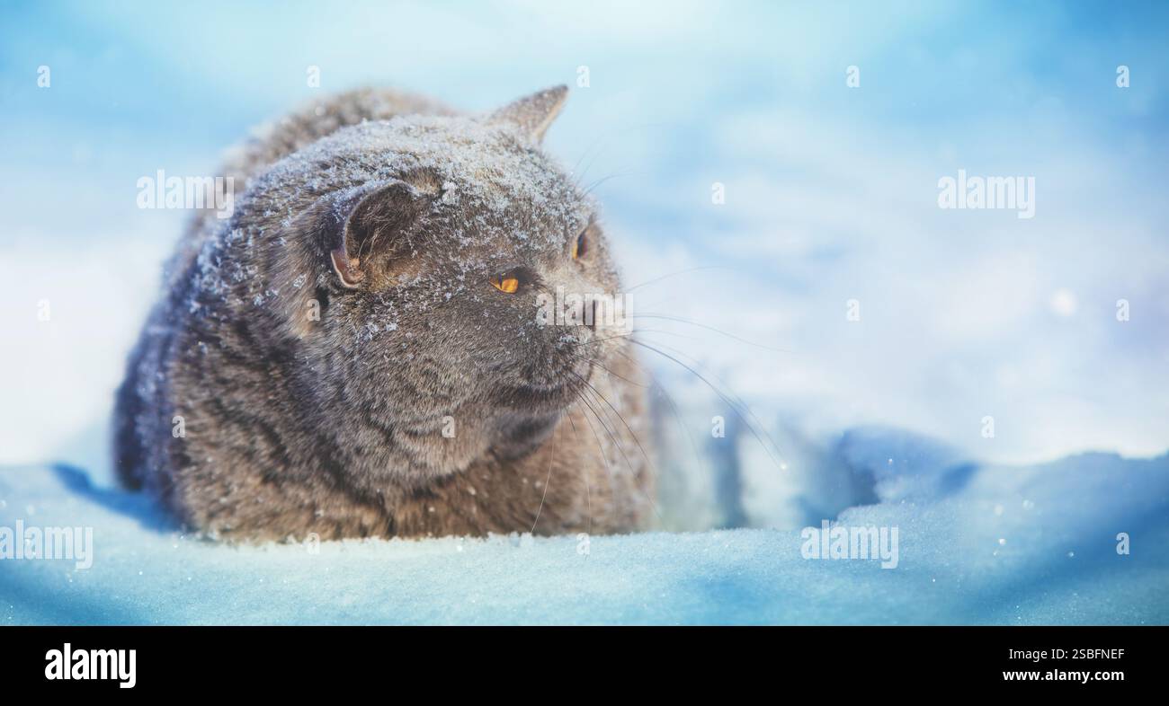 Gatto Blue British shorthair all'aperto in inverno. Il gatto si siede nella neve profonda Foto Stock