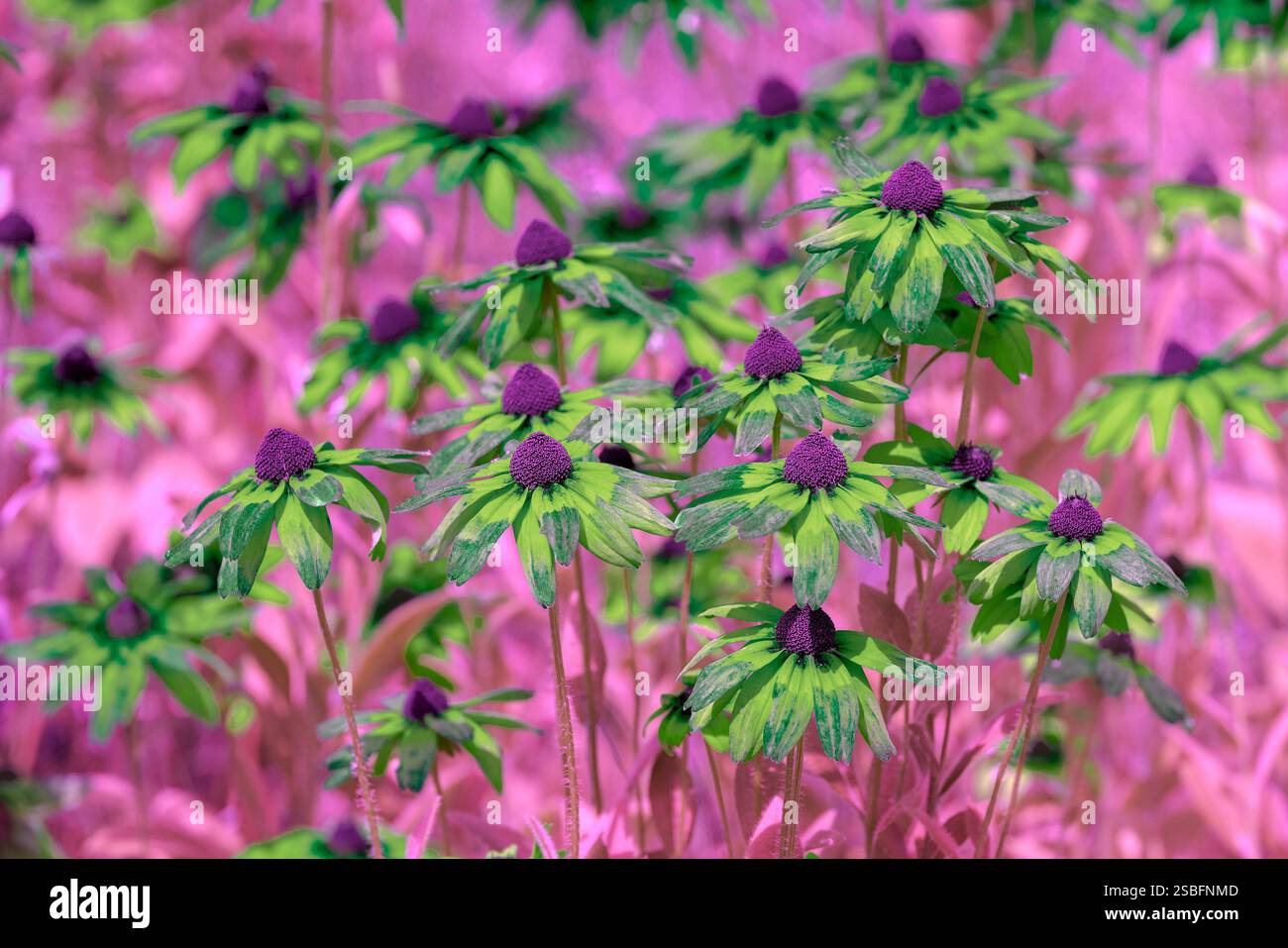 Fioritura di fiori Rudbeckia hirta (Susan dagli occhi neri) in giardino in estate. Colore verde-viola. Sfondo floreale Foto Stock