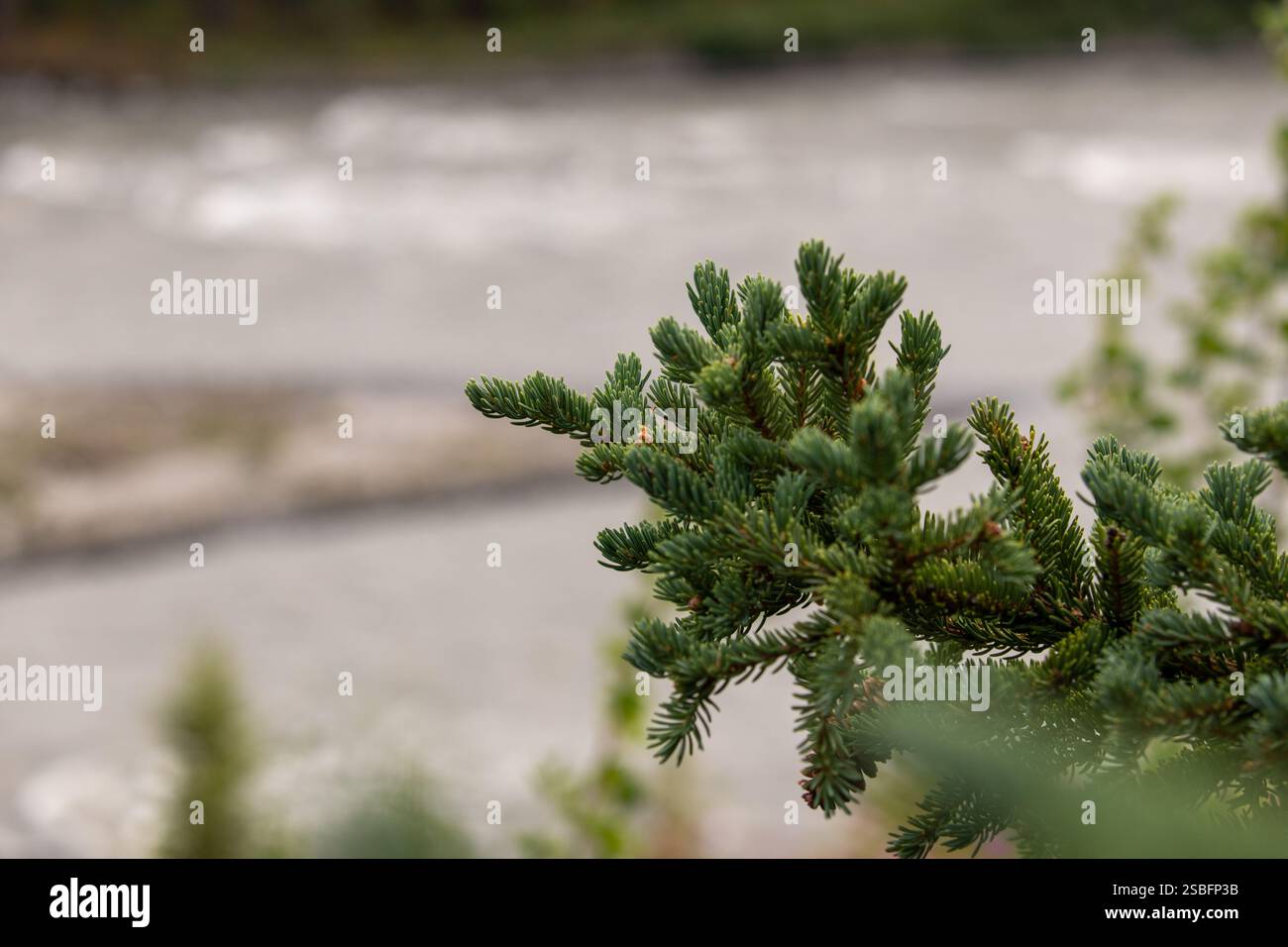 Un ramo di pino con lussureggianti aghi verdi Foto Stock