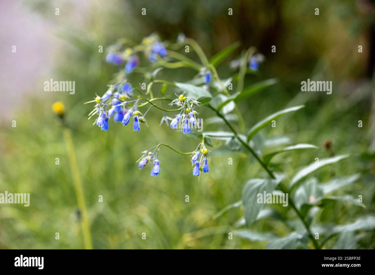 Un macro shot di delicati fiori bluebell Foto Stock