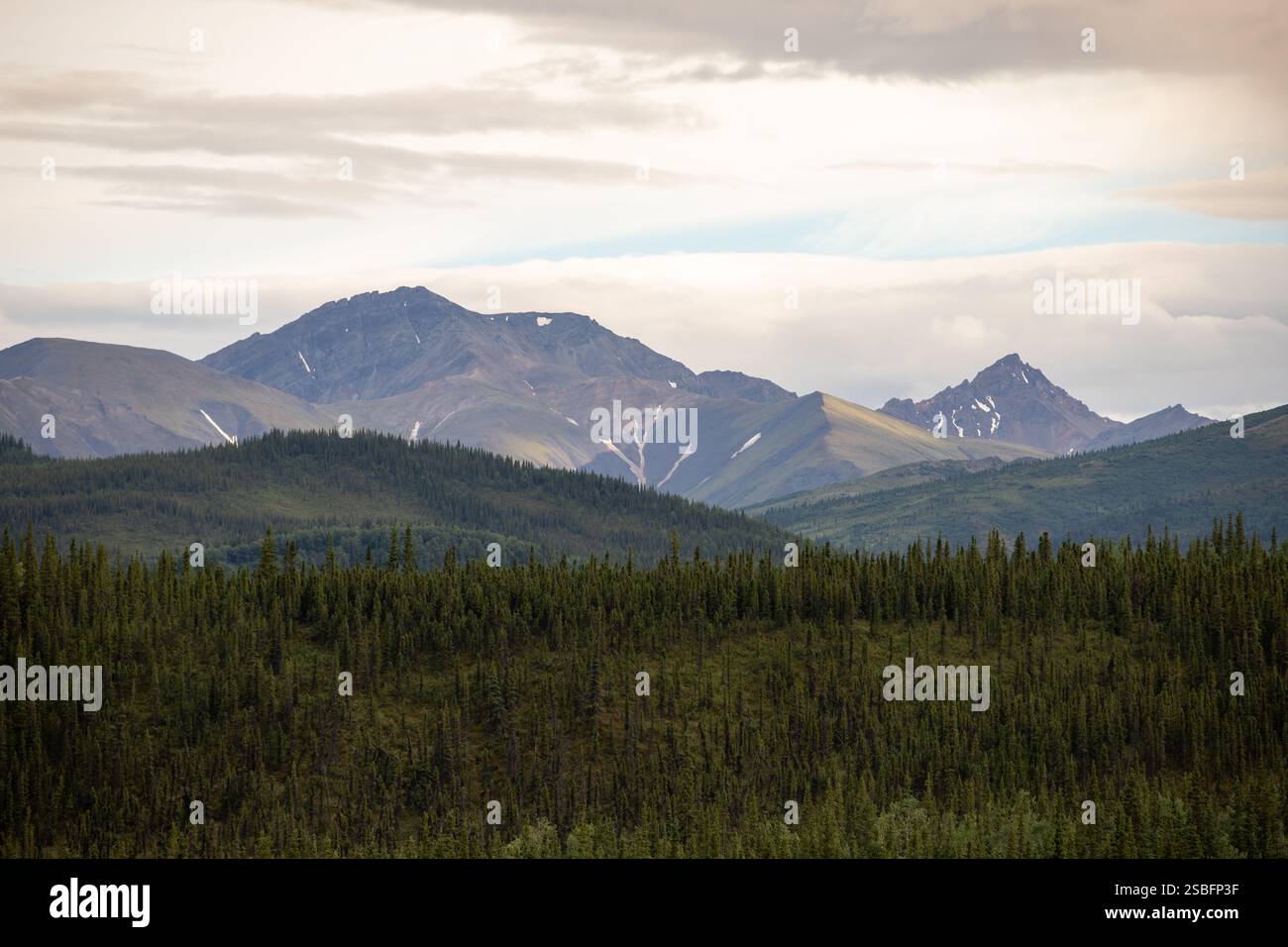Una foresta di alberi di pino con un maestoso sfondo di montagna Foto Stock