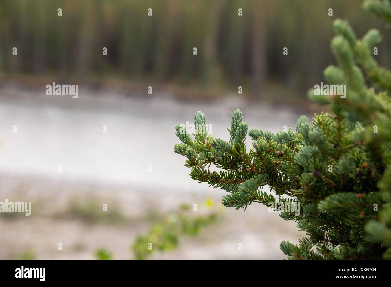 Un ramo di pino con lussureggianti aghi verdi Foto Stock