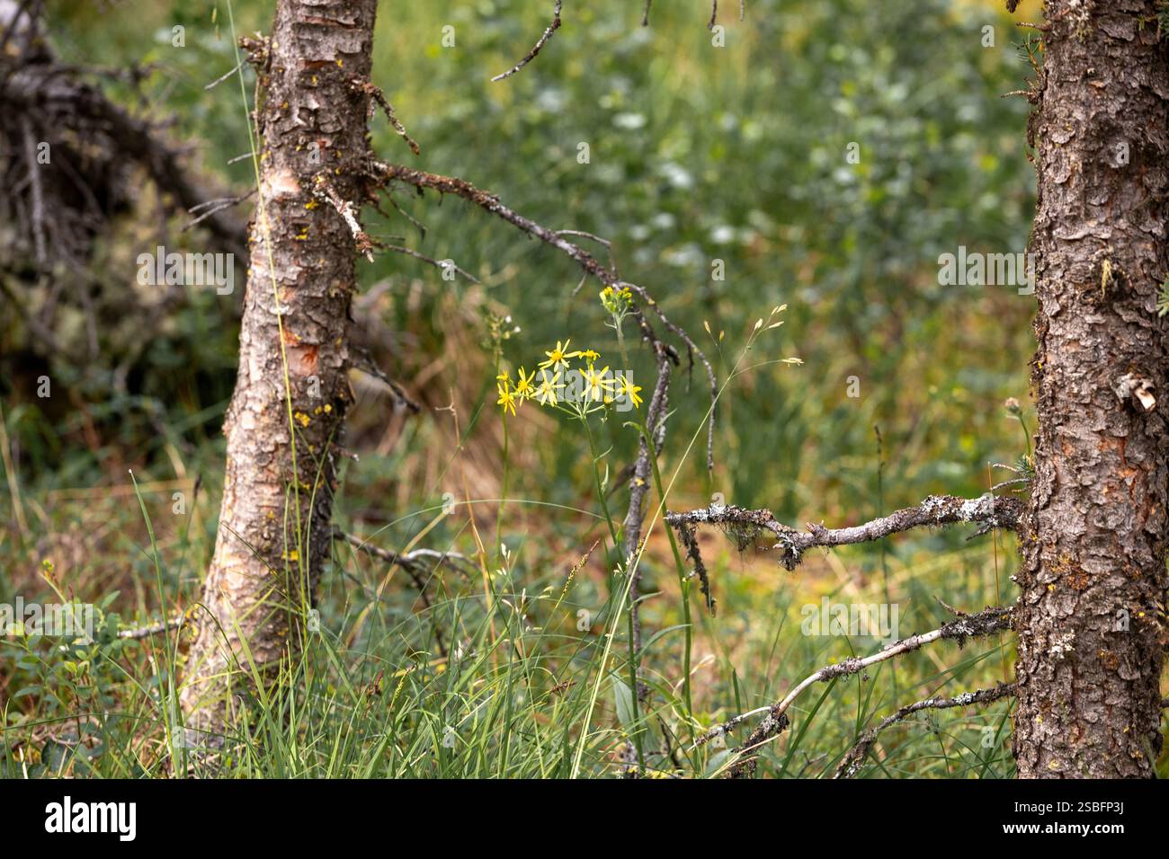Fiori selvatici di ragwort della prateria gialla in fiore Foto Stock Fiori selvatici di ragwort della prateria gialla in fiore Foto Stock