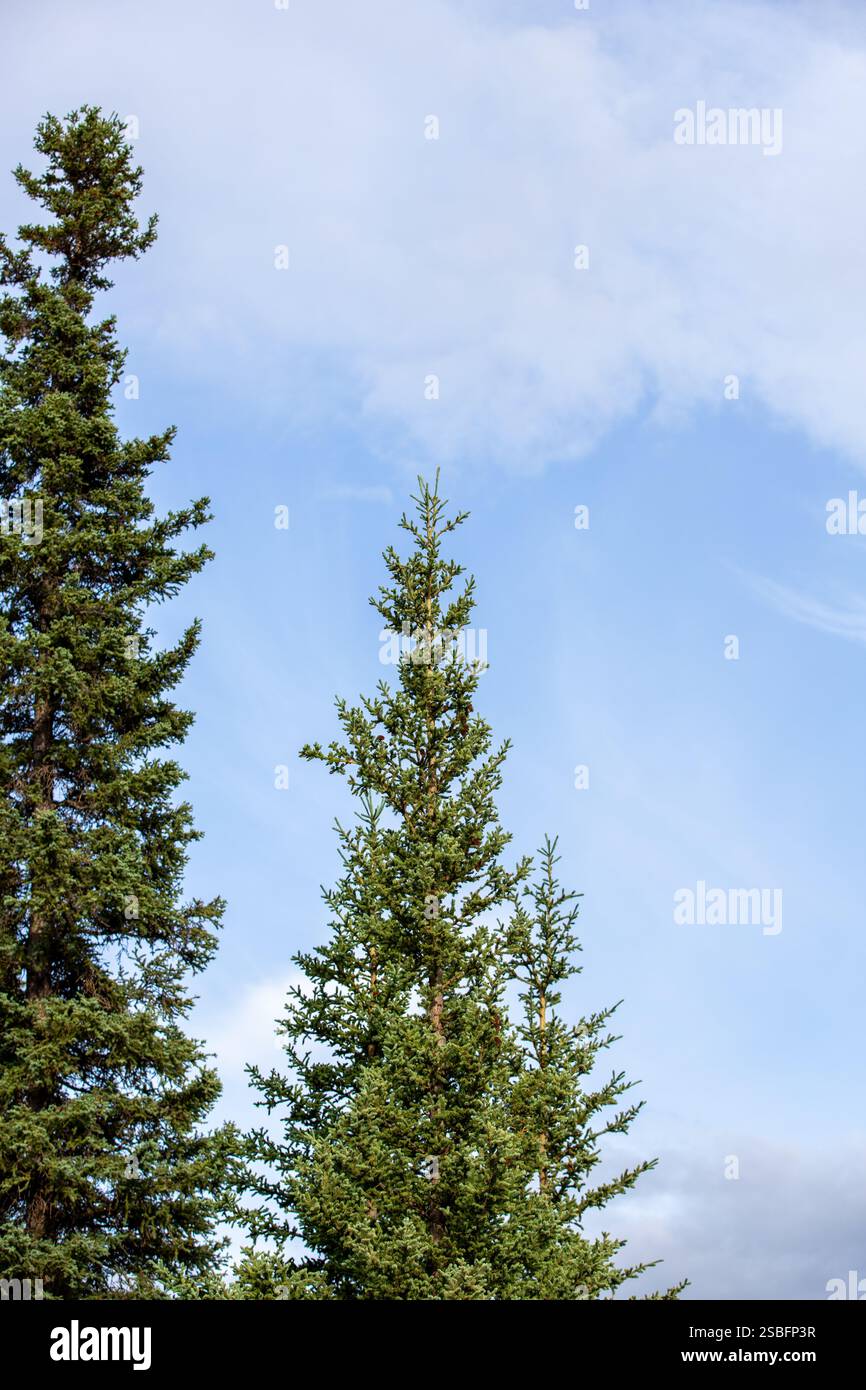 Due pini che raggiungono un cielo blu limpido Foto Stock