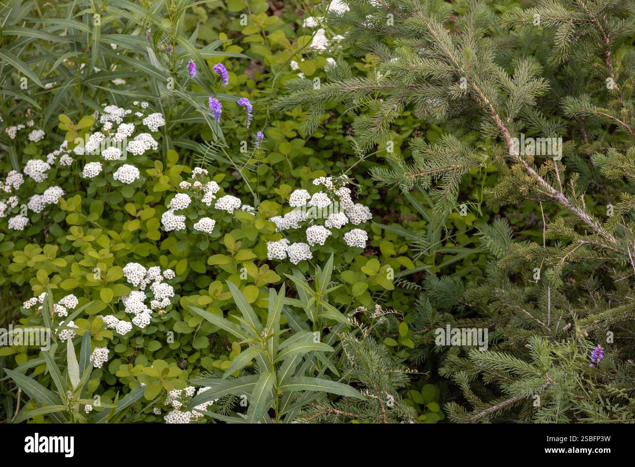 Spirea di Vanhoutte bianca incorniciata dal verde Foto Stock