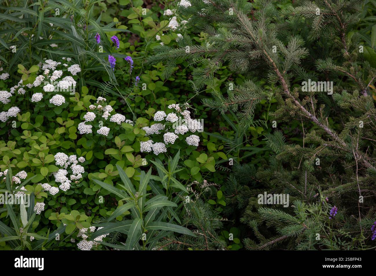 Spirea di Vanhoutte bianca incorniciata dal verde Foto Stock