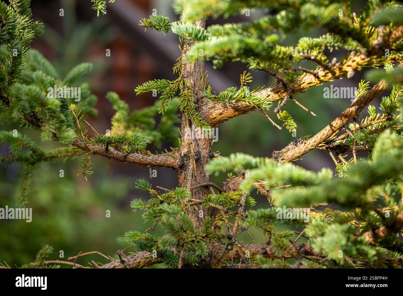 Foto macro di un tronco di pino, evidenziando la texture dettagliata della corteccia Foto Stock