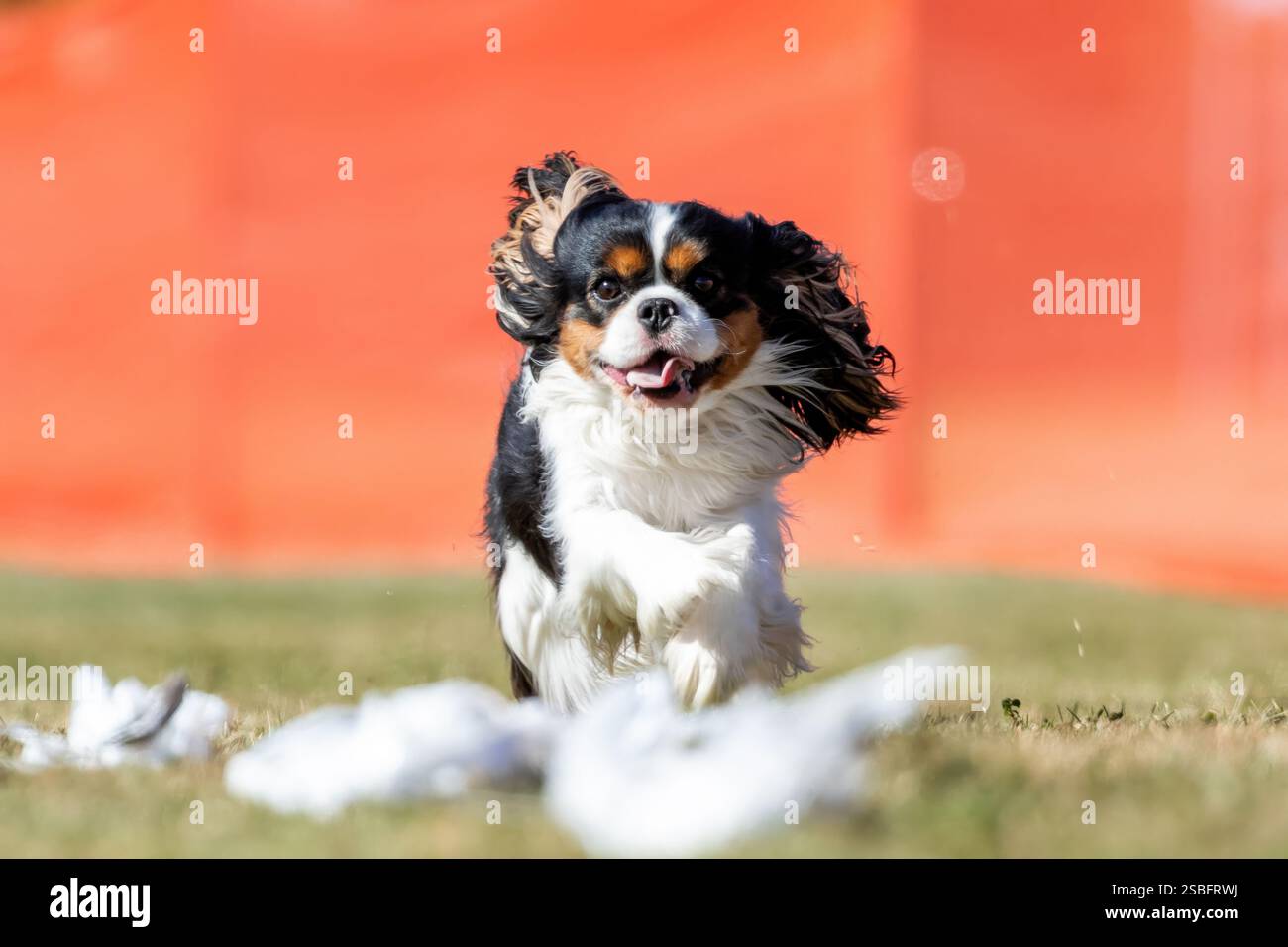 Campo da corsa Cavalier King Charles Spaniel, Sprint Dog Sport Foto Stock