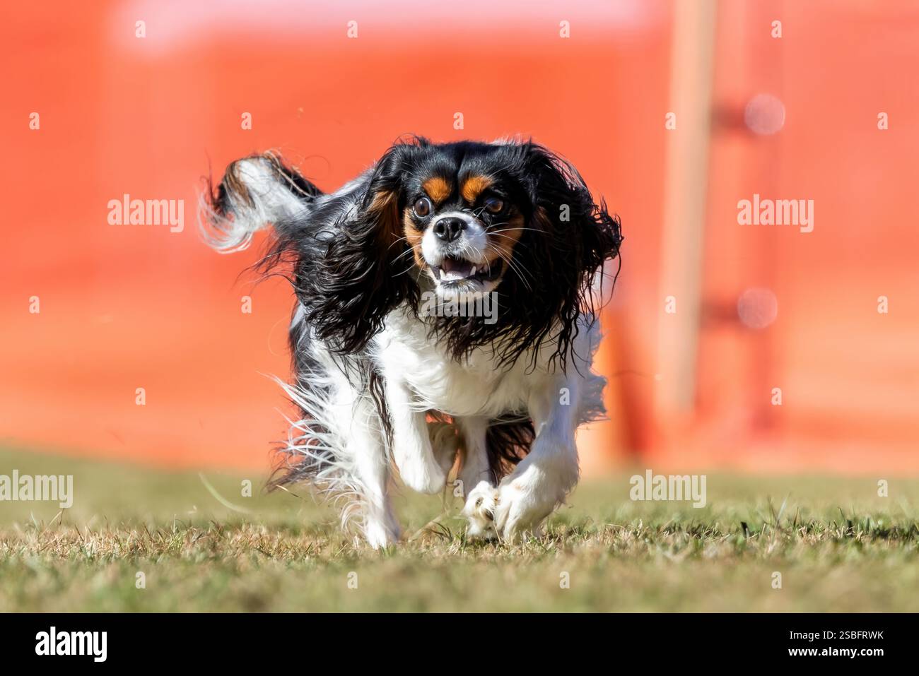 Campo da corsa Cavalier King Charles Spaniel, Sprint Dog Sport Foto Stock