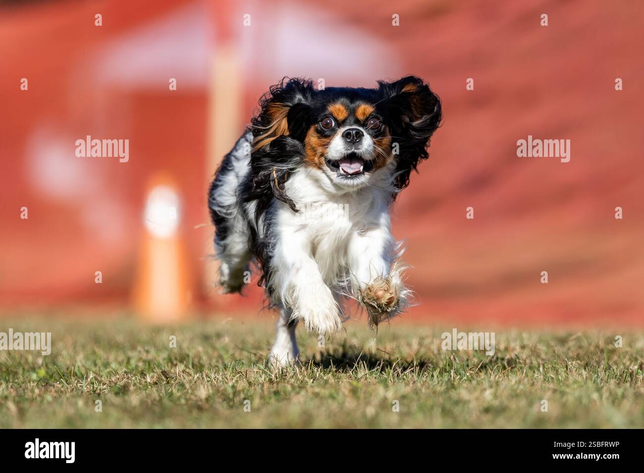 Campo da corsa Cavalier King Charles Spaniel, Sprint Dog Sport Foto Stock