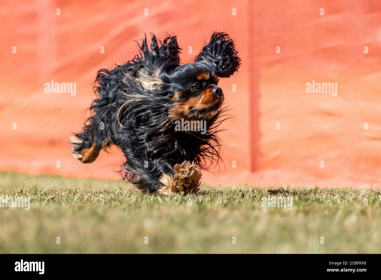 Campo da corsa Cavalier King Charles Spaniel, Sprint Dog Sport Foto Stock