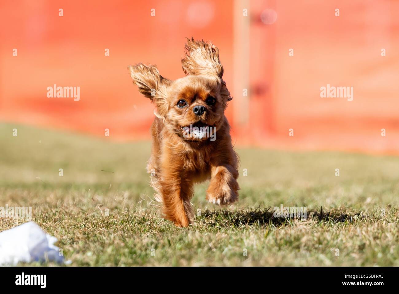 Campo da corsa Cavalier King Charles Spaniel, Sprint Dog Sport Foto Stock