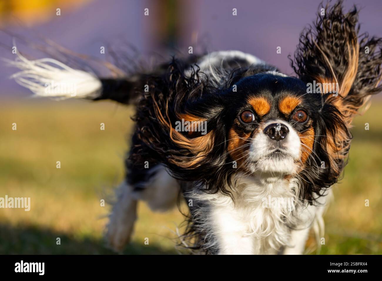 Campo da corsa Cavalier King Charles Spaniel, Sprint Dog Sport Foto Stock
