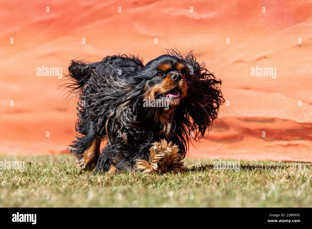 Campo da corsa Cavalier King Charles Spaniel, Sprint Dog Sport Foto Stock