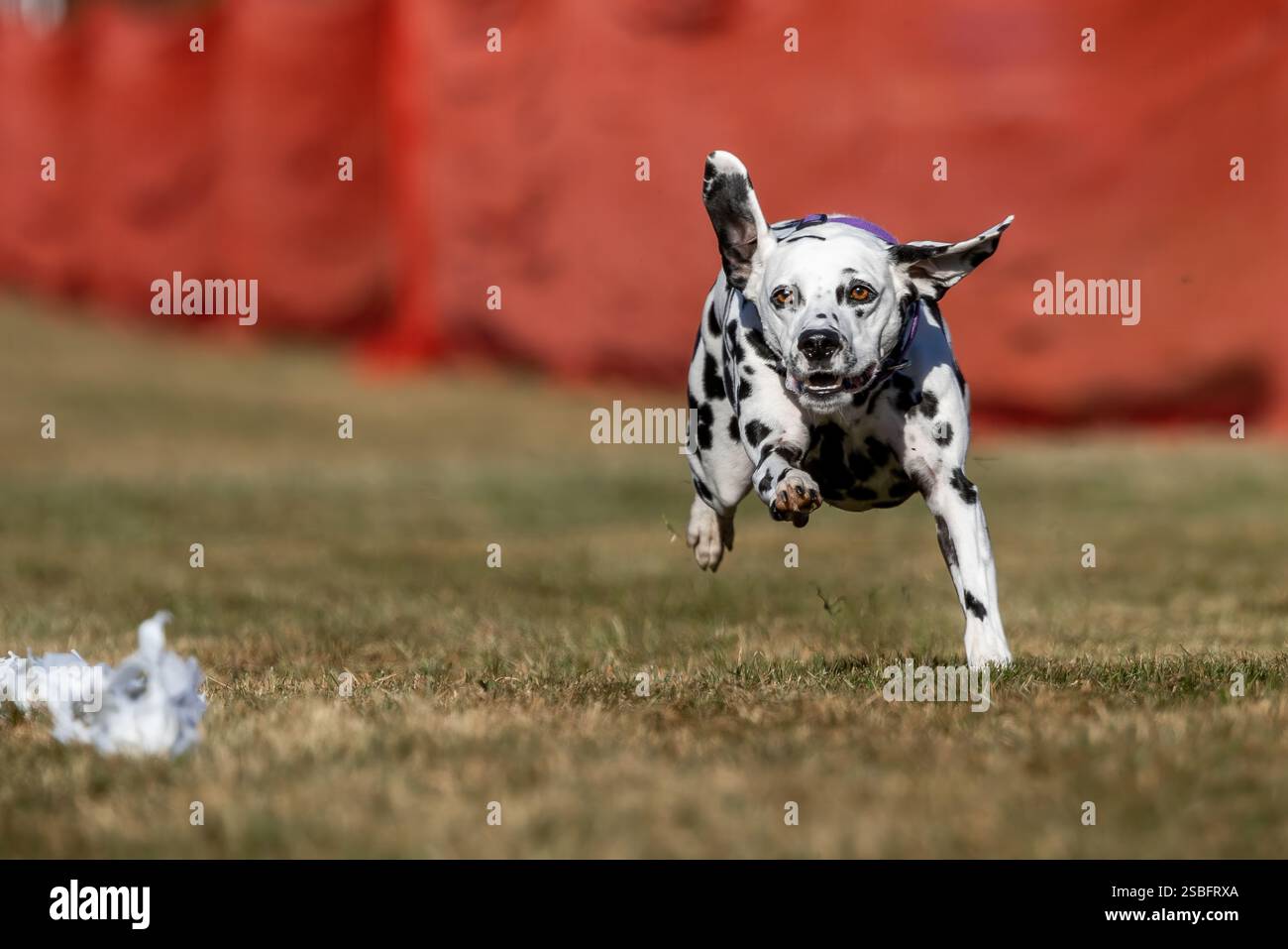 Bianco e nero dalmata corsa di richiamo Sprint Dog Sport Foto Stock