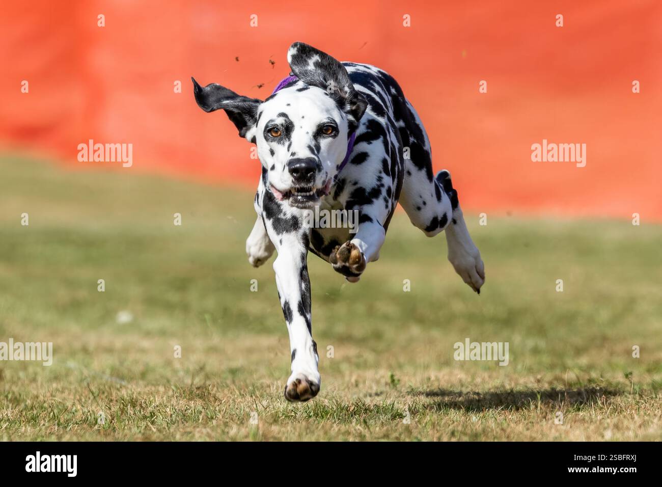 Bianco e nero dalmata corsa di richiamo Sprint Dog Sport Foto Stock