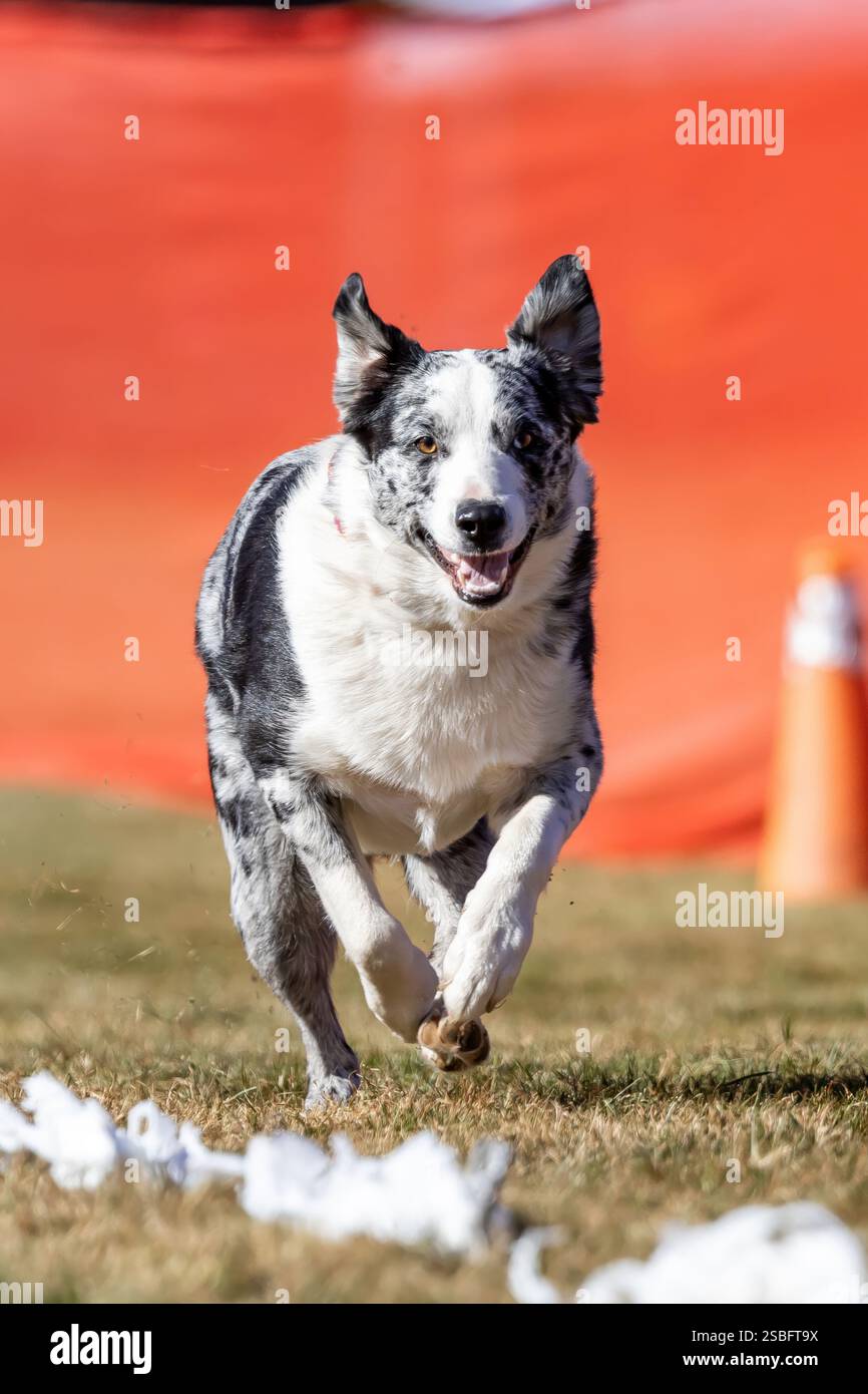 Australian Cattle Dog Heeler Mix Running Lure Course Sprint Dog Sport Foto Stock