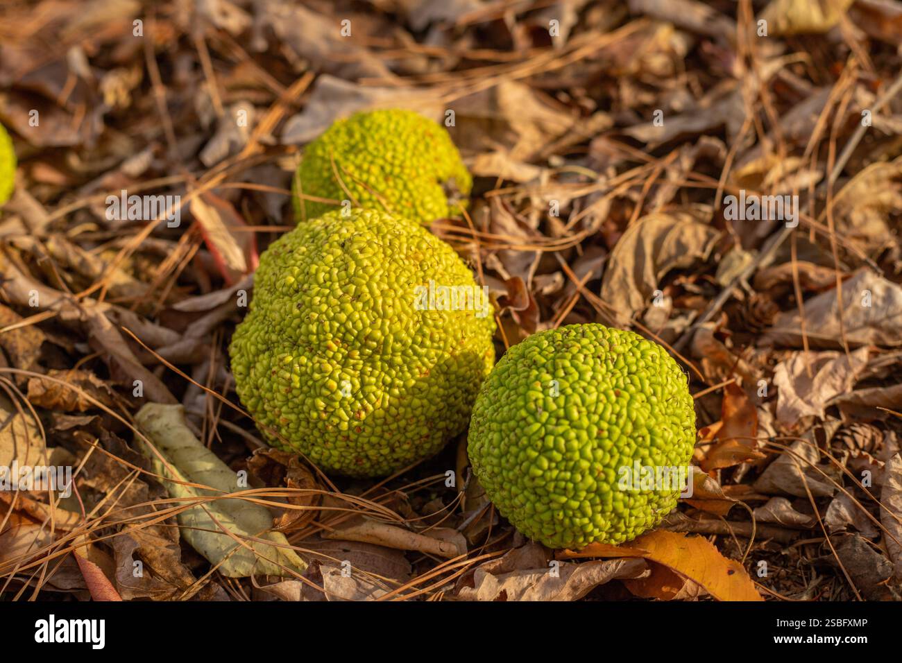 Tre arance osage su un terreno di foresta Foto Stock