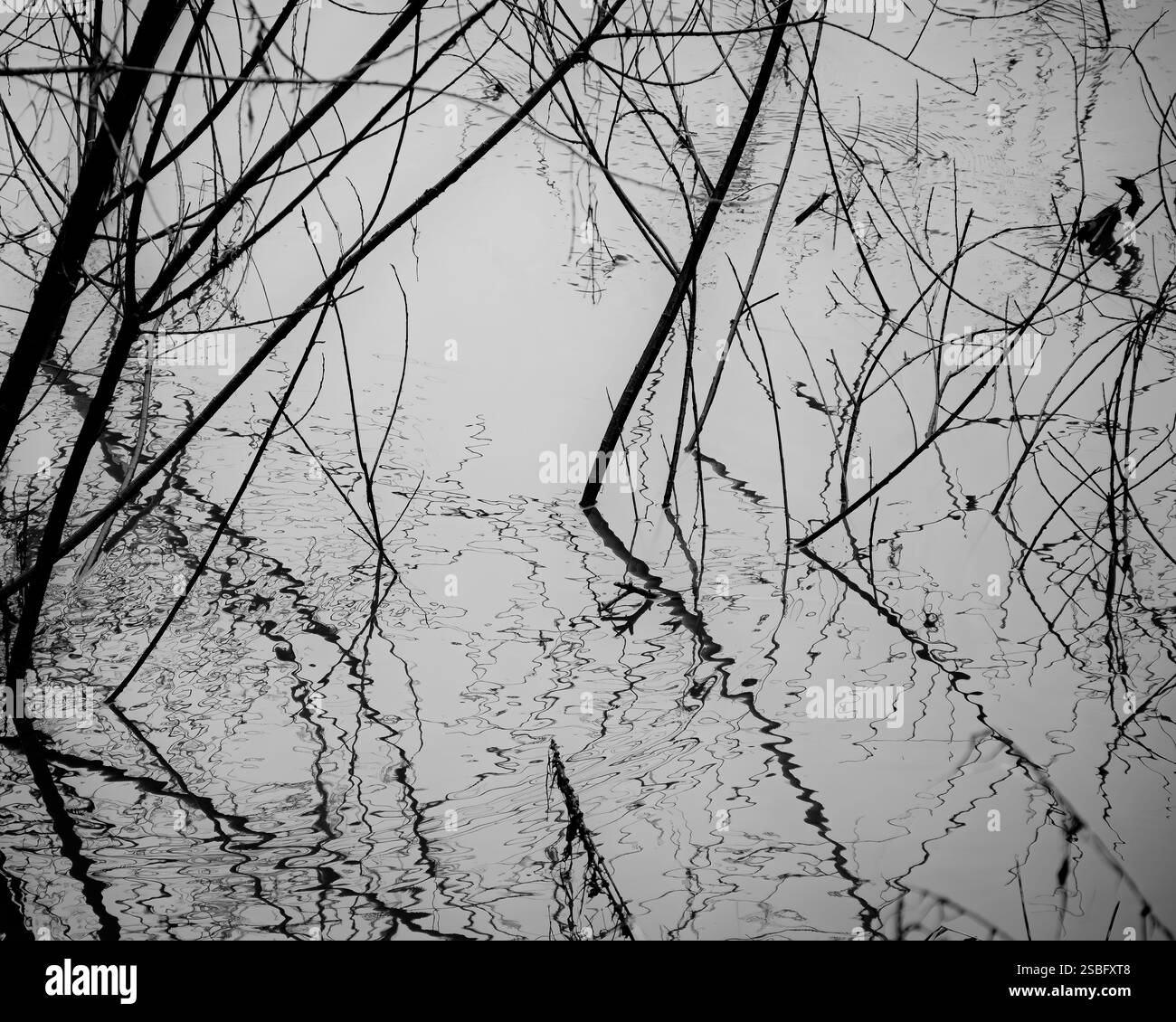 Rami, steli, bastoncini e piccoli alberi nelle acque alluvionali di un fiume invernale Foto Stock