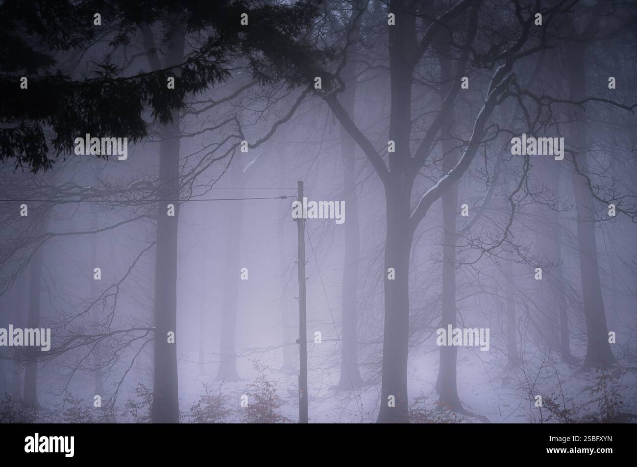 Palo del telegrafo in una nebbiosa foresta invernale Foto Stock