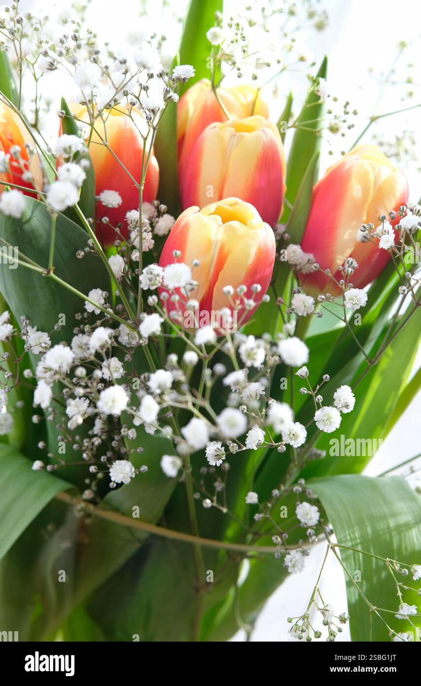 tulipani colorati e fiori bianchi di gypsophila in vaso di vetro Foto Stock