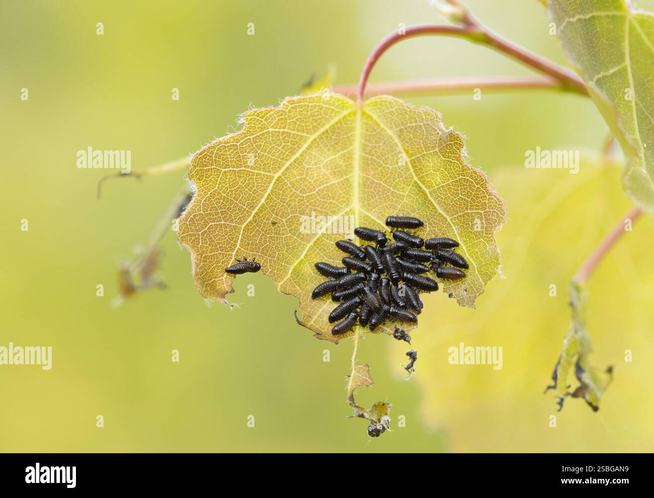 Gonioctena decemnotata catepillari di scarabeo che mangiano foglie di pioppo a Raasepori, nel sud-ovest della Finlandia Foto Stock