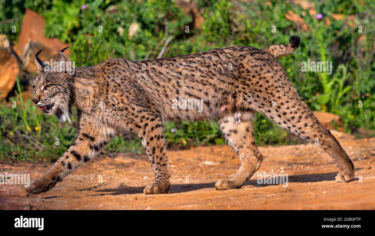 Lynx iberica, Lynx pardinus, Mediterranean Forest, Castilla la Mancha, Spagna, Europa Foto Stock