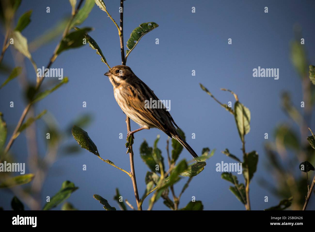 Cuccioli di Reed appollaiati al sole della prima sera Foto Stock