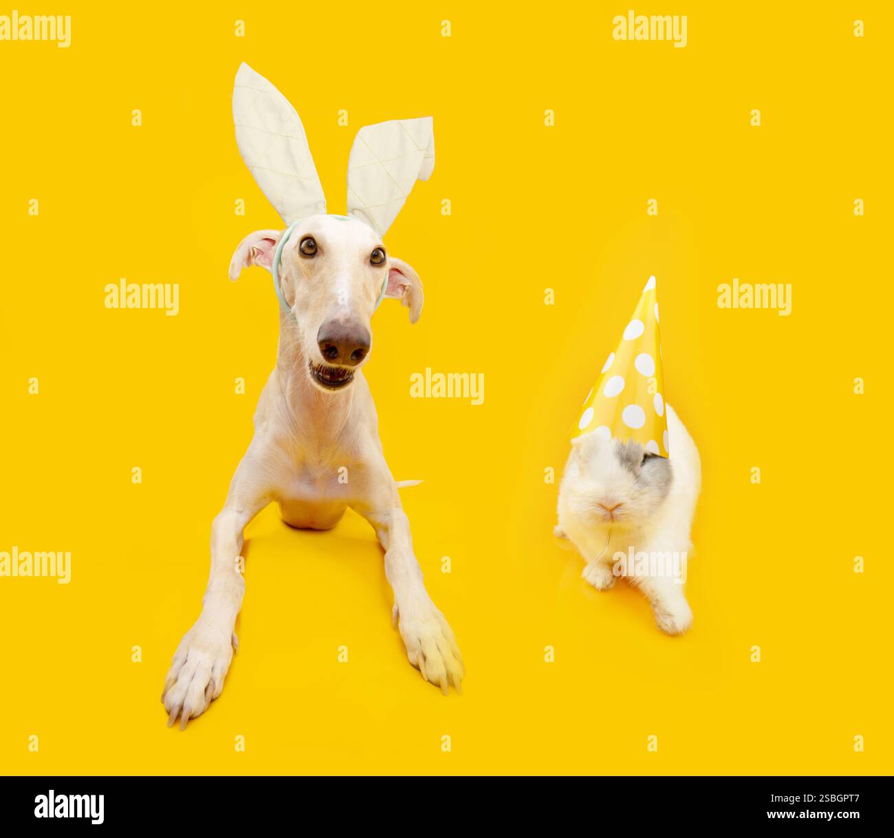 Buona pasqua animali domestici. cane da levriero spagnolo che indossa orecchie da coniglio e coniglio. Isolato su un backgorund giallo Foto Stock