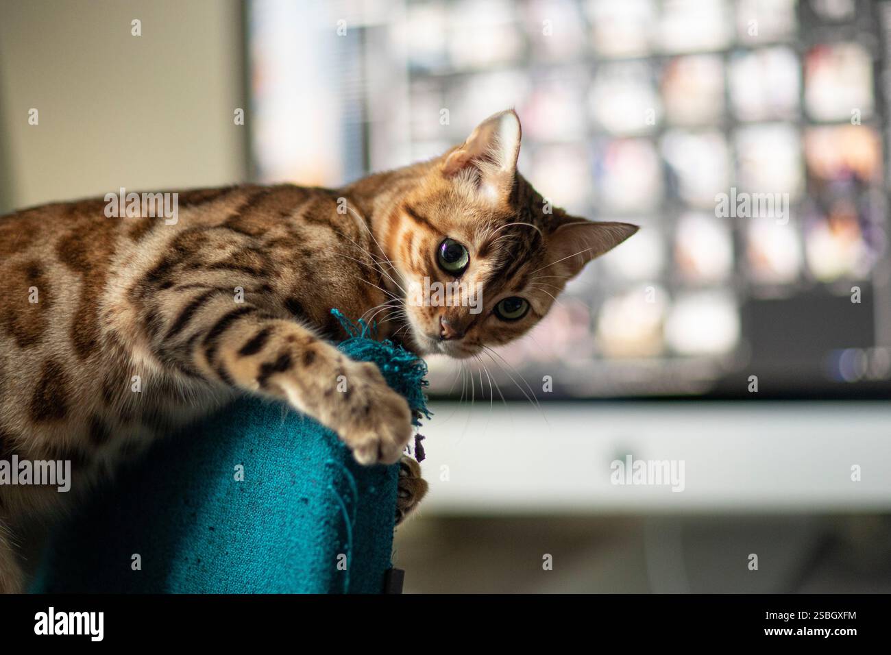 Un gatto giocoso del Bengala si vede sbattere su una sedia da ufficio, mostrando il suo impressionante cappotto e la sua vivace personalità. Questa affascinante scena cattura la gioia Foto Stock