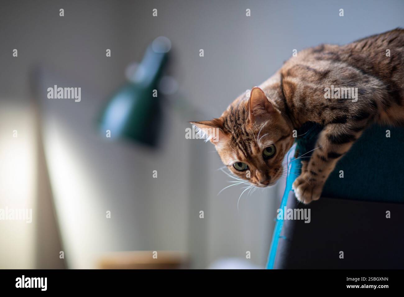 Un gatto giocoso del Bengala si vede sbattere su una sedia da ufficio, mostrando il suo impressionante cappotto e la sua vivace personalità. Questa affascinante scena cattura la gioia Foto Stock