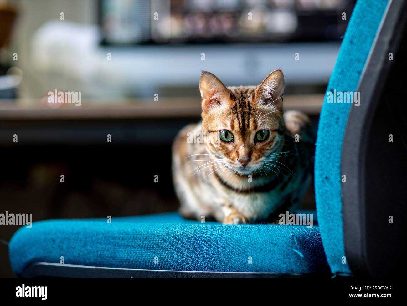 Un gatto giocoso del Bengala si vede sbattere su una sedia da ufficio, mostrando il suo impressionante cappotto e la sua vivace personalità. Questa affascinante scena cattura la gioia Foto Stock