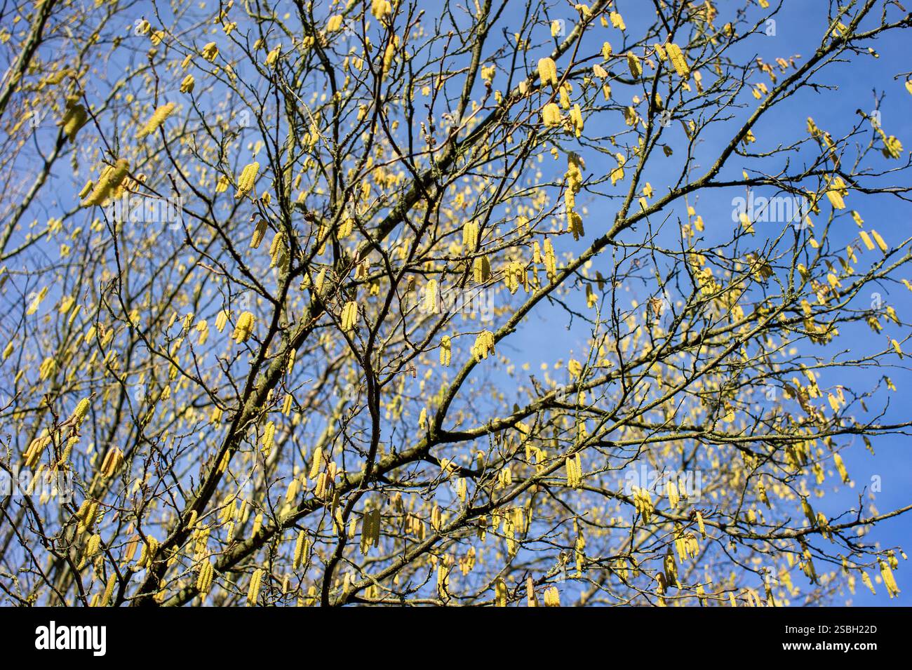 Nocciola comune con gattino di fiori in primavera Foto Stock