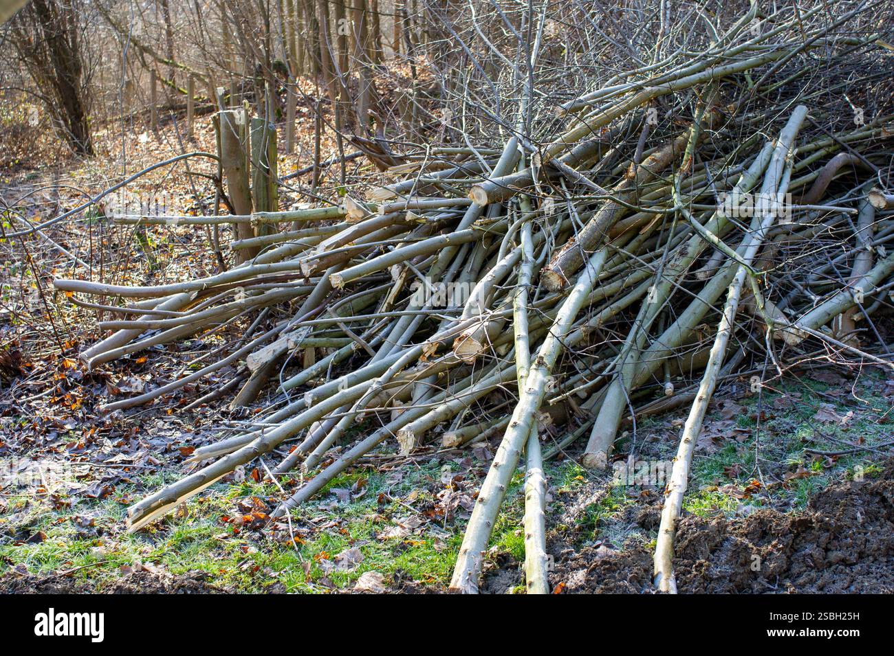 Potare gli arbusti in inverno nel giardino del parco Foto Stock