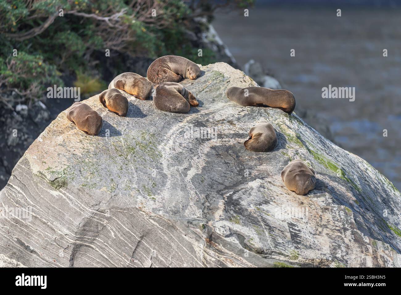 Foche da pelliccia del sud (Arctocephalus gazella) crogiolarsi al sole, Parco Nazionale di Fiordland, Milford Sound, Isola del Sud, Nuova Zelanda, Foto Stock