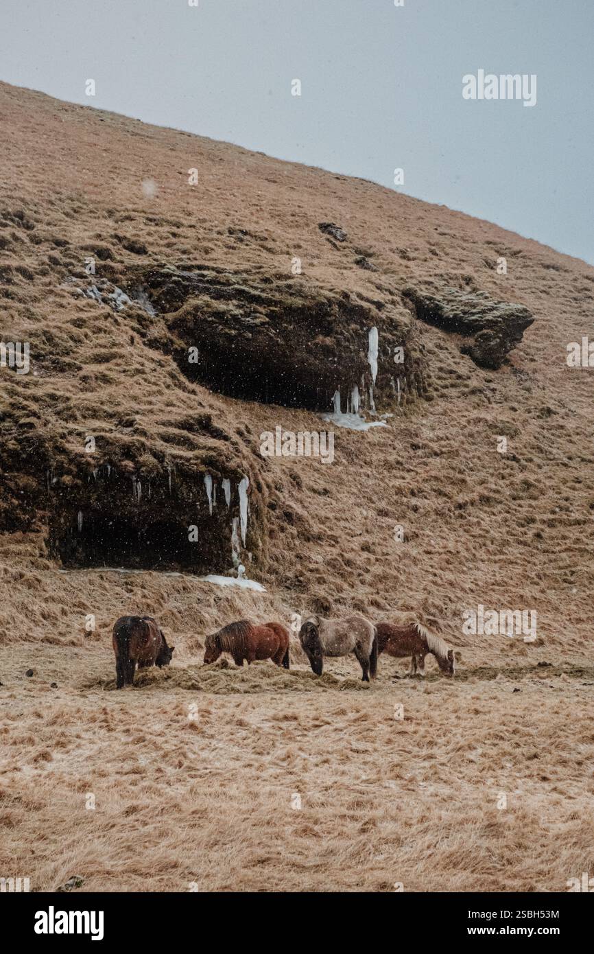 Cavalli islandesi che pascolano in un paesaggio innevato sulle colline, nel sud dell'Islanda. Foto Stock